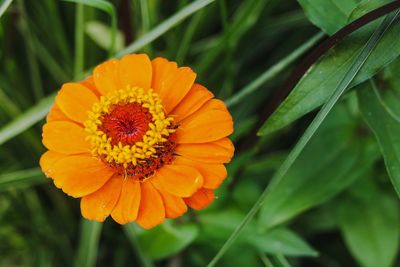 Close-up of orange flower