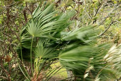 Plants growing in forest