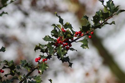 Close-up of red berries on tree