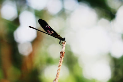 Close-up of insect on flower