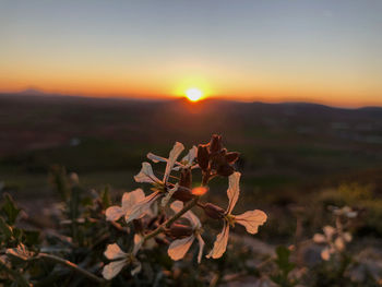 Close-up of plant growing on field against sky during sunset