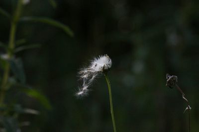 Close-up of flower against blurred background