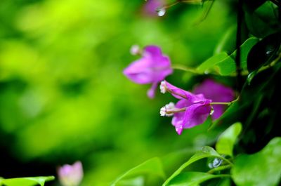 Close-up of pink flowers