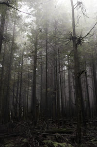 Trees in forest against sky