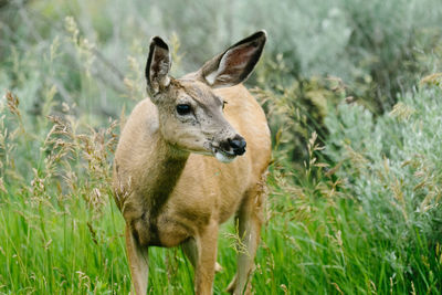 Portrait of an animal on field