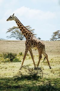 View of giraffe on field against sky