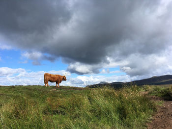 Scottish highland cow grazing on field against sky