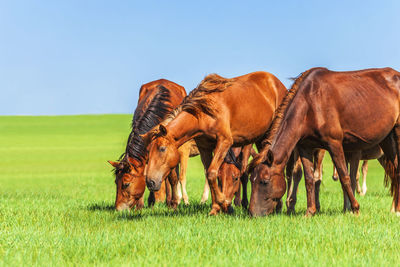 Horses in a field