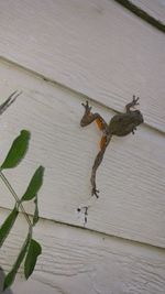 Close-up of lizard on wall