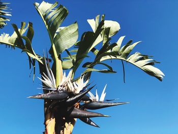 Low angle view of plant against clear blue sky