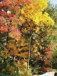 Close-up of maple tree