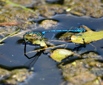 Close-up of damselfly on water