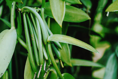 Close-up of fresh green plant