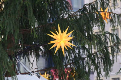 Close-up of yellow flowers blooming outdoors