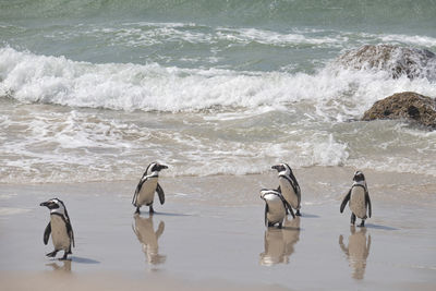 African penguins  returning to beach from sea at boulders beach in simon's town, south africa.