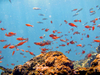 Fish swimming in sea