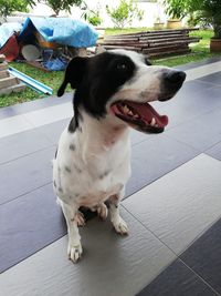 Close-up of dog looking away while sitting on tiled floor