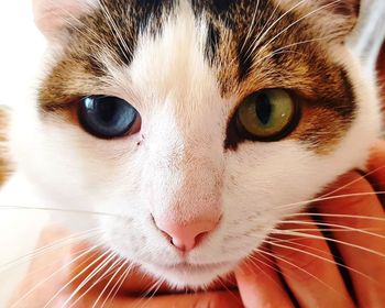 Close-up portrait of a cat