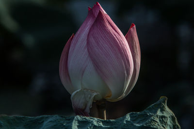 Close-up of pink lotus blooming outdoors