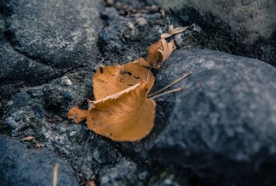 High angle view of dry autumn leaf