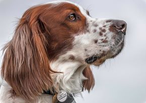 Close-up portrait of a dog