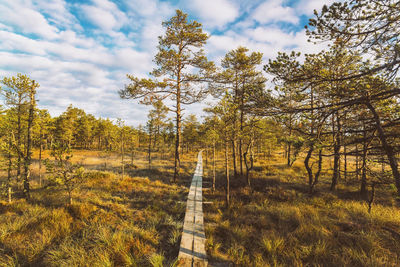 Path at lahemaa national park in estonia in autumn early morning