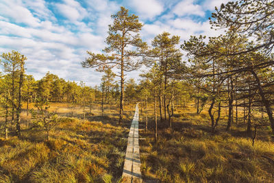 Trees growing in forest against sky