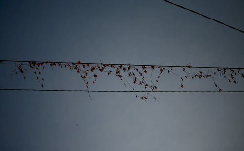 Low angle view of birds perching on cable
