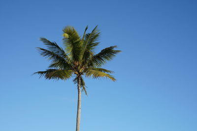 Low angle view of coconut palm tree against clear blue sky