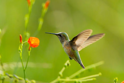 Close-up of bird flying against blurred background