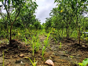 Plants growing on field