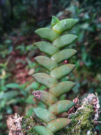 Close-up of succulent plant on field