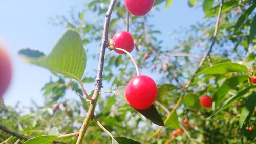 Close-up of red berries growing on tree