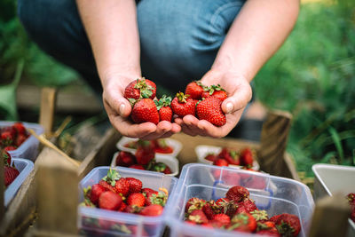 Close up shot of a person hands picking strawberries