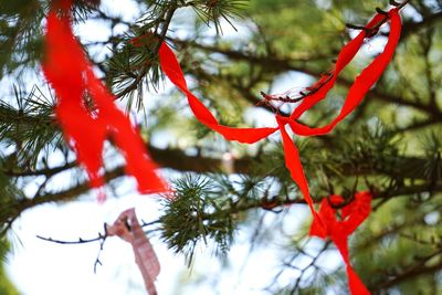 Low angle view of tree branch