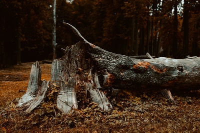 Driftwood on tree stump in forest