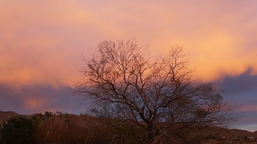 Low angle view of silhouette bare trees against sky during sunset