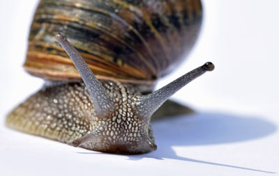 Close-up of snail