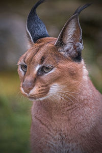 Caracal headshot