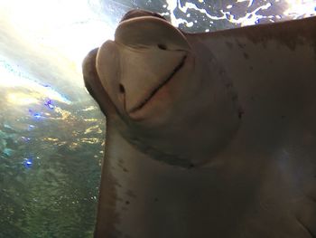 Close-up of horse against sky