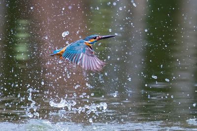 Bird flying in the water