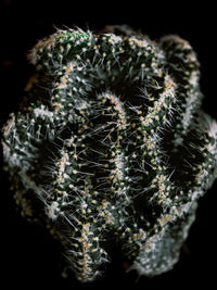 Close-up of cactus plant against black background