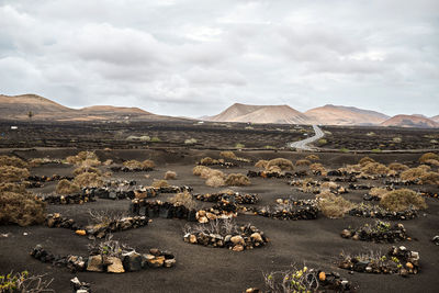 Shrubs and rocks located on dry soil near road and hills in waterless valley on overcast day in fuerteventura, spain