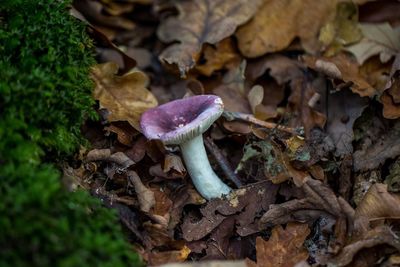 Close-up of mushroom growing in forest