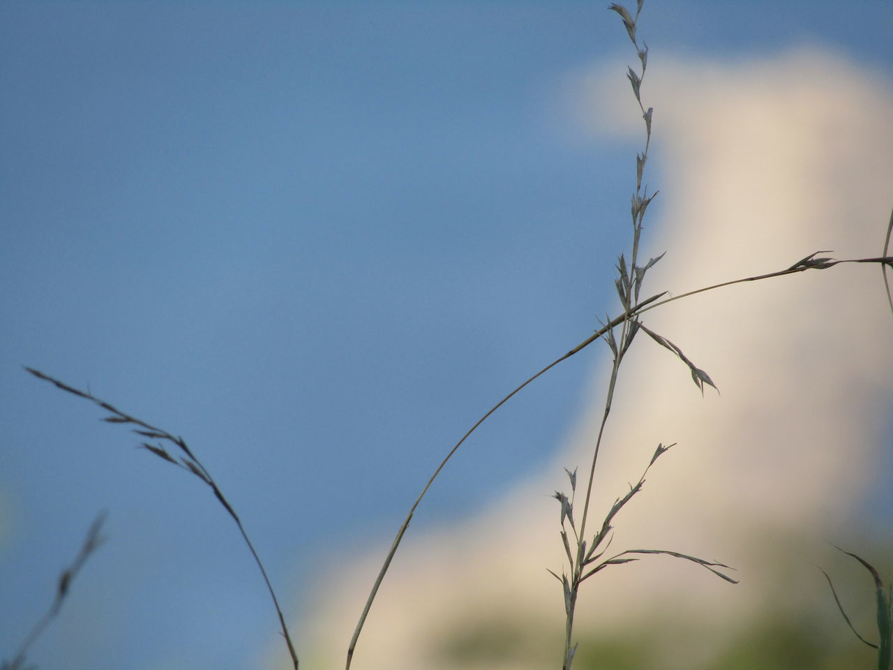 CLOSE-UP OF STALKS AGAINST THE SKY