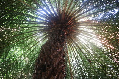 Low angle view of palm tree against sky