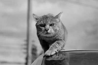 Close-up portrait of cat against blurred background