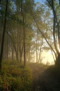 Sun shining through trees in forest