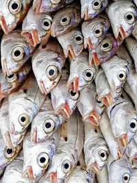 Full frame shot of fish for sale in market