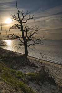 Bare tree by sea against sky during sunset
